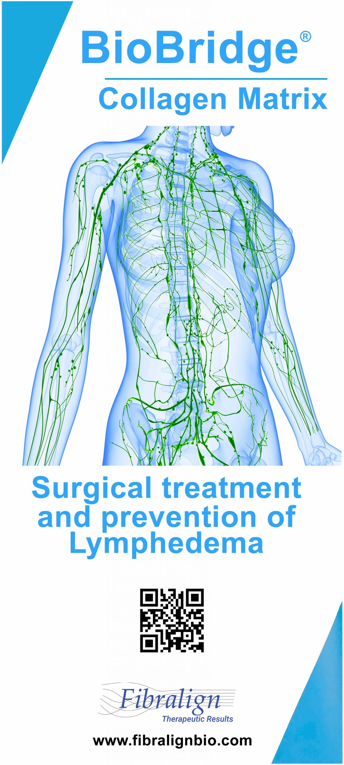 roll-up-fibralign-bio-bridge